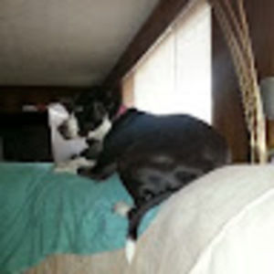 Meet your Posher, Shannon